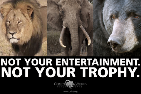 Not Your Trophy protest poster