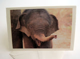 Elephant Boxed Card Set of 8