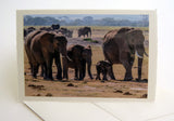 Elephant Boxed Card Set of 8