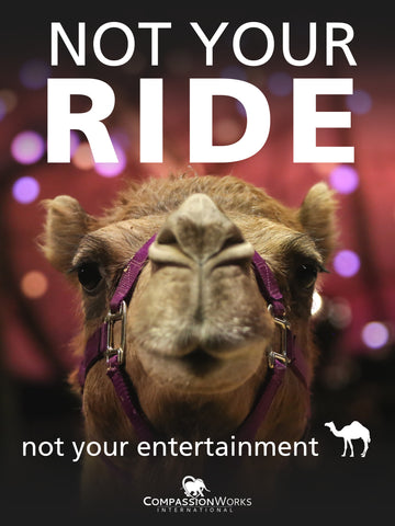 Camel Not Your Ride Protest Poster