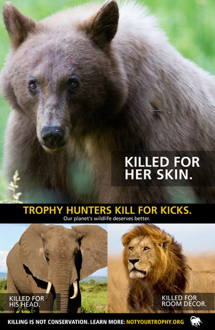 Anti-trophy hunting leaflet (100 pack)
